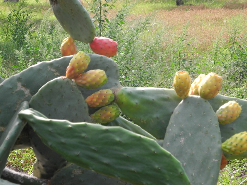 Paestum Prickly Pears Cactus with ripe fruits and big green leaves in the foreground