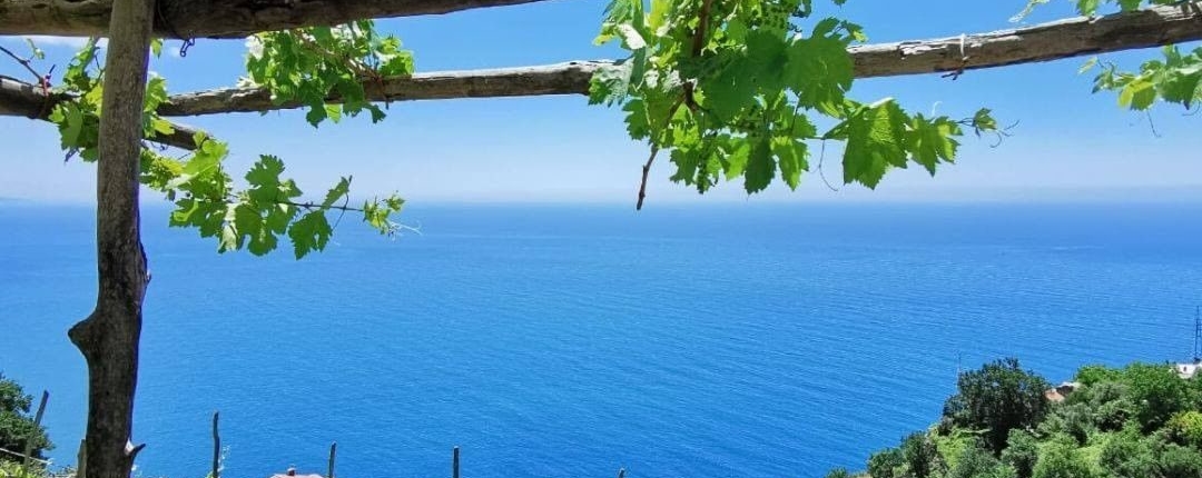 Furore vineyard vines overlooking the Thyrrenian Sea