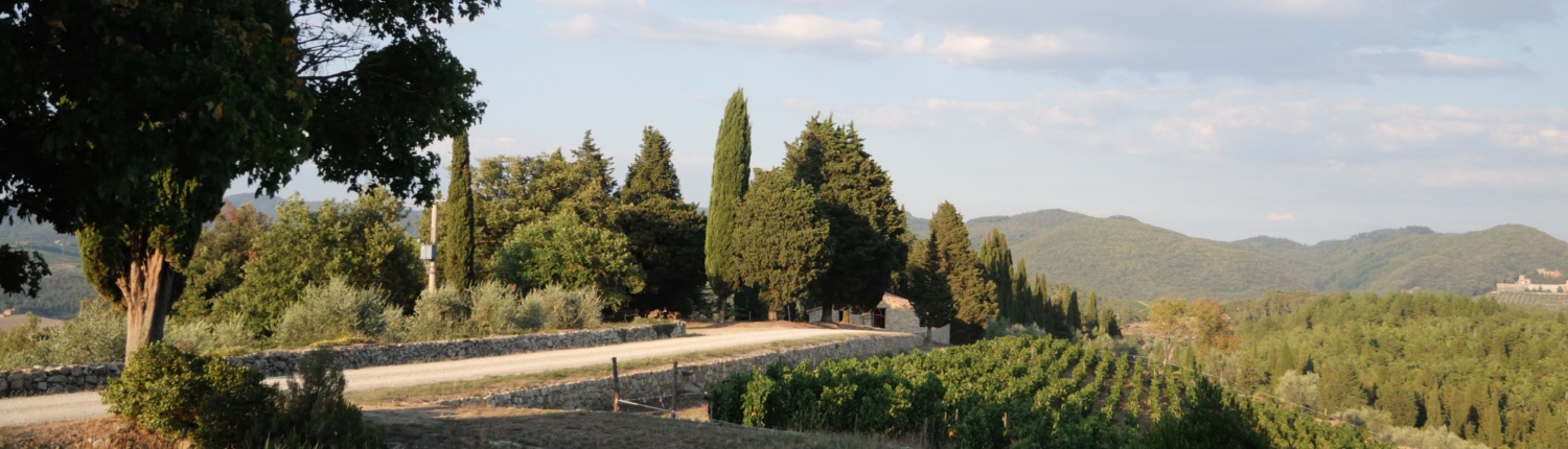 Tuscan landscape with cypress trees and vineyears Gaiole