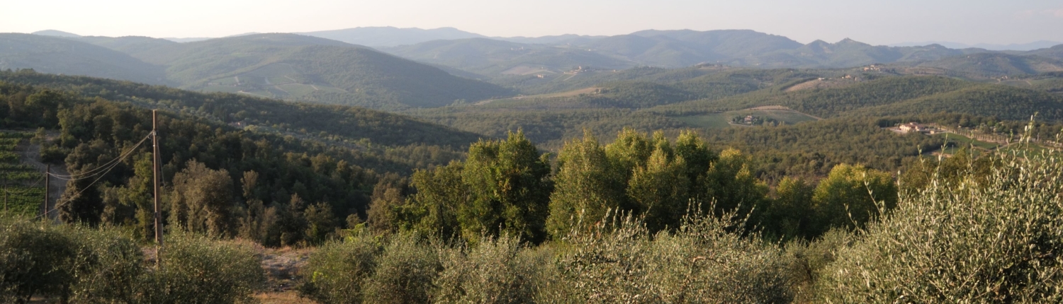 Tuscan landscape olive trees and hills Gaiole